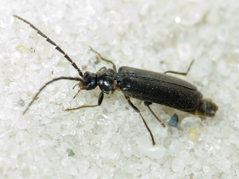 Autosilis nitidula (Fabricius, 1792)
